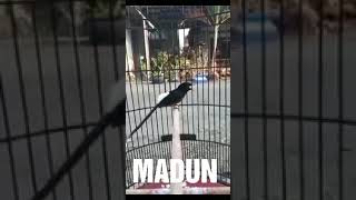 Download lagu Murai Batu Nembak Love Bird & Jenggot mp3