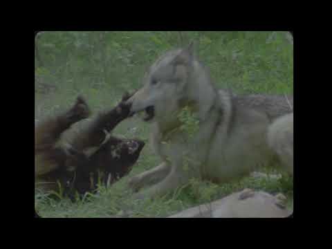 WOLVERINE ATTACKS WOLF