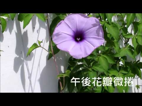 紅花野牽牛