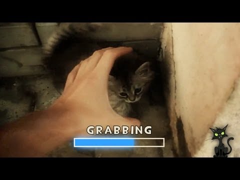 Katzenbabys-Sammeln als Real-Computerspiel [Video aus YouTube]