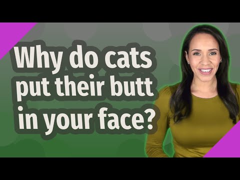Why do cats put their butt in your face?