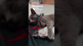 Download lagu Kucing Lucu gendis dan bella.. #music #love #shortvidio #remix mp3 Download lagu Kucing Lucu gendis dan bella.. #music #love #shortvidio #remix mp3