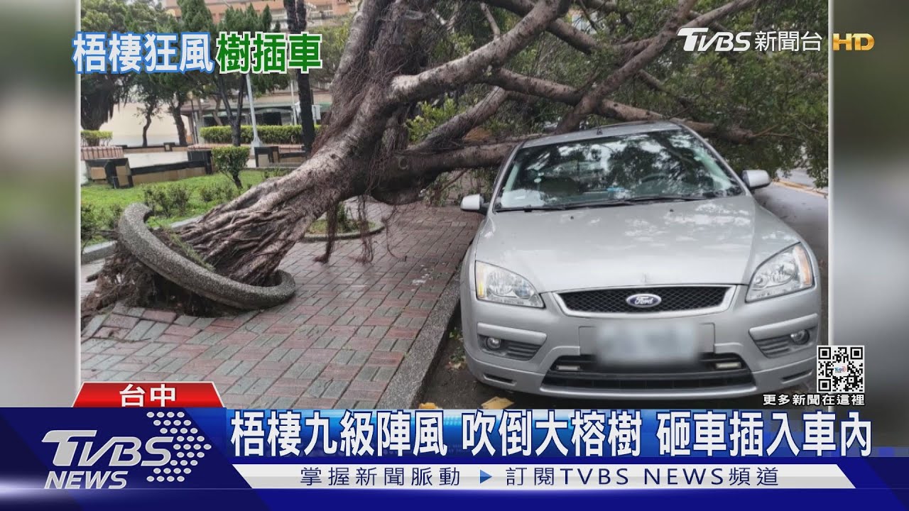 梧棲九級陣風吹倒大榕樹 砸車插入車內