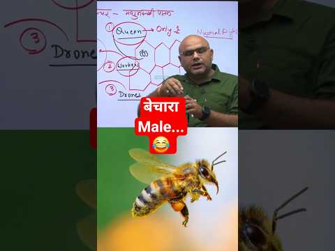 Honey Bee Colony  #dharmendrasir #gyrussulcus #science #education #bee #honey
