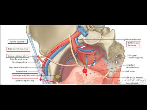 Male reproductive system