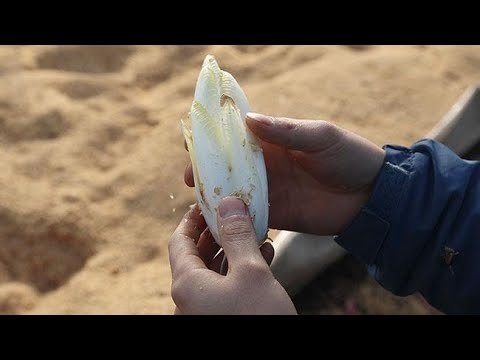 離れて、チコリ 植物