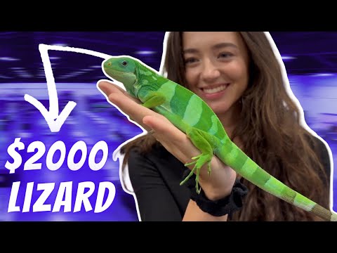 Searching for RARE REPTILES at the Toronto Reptile Expo!