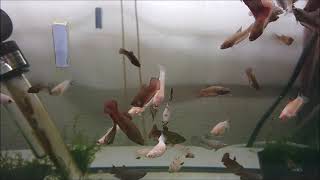ベタ　betta  混泳水槽8月21日 生後5か月