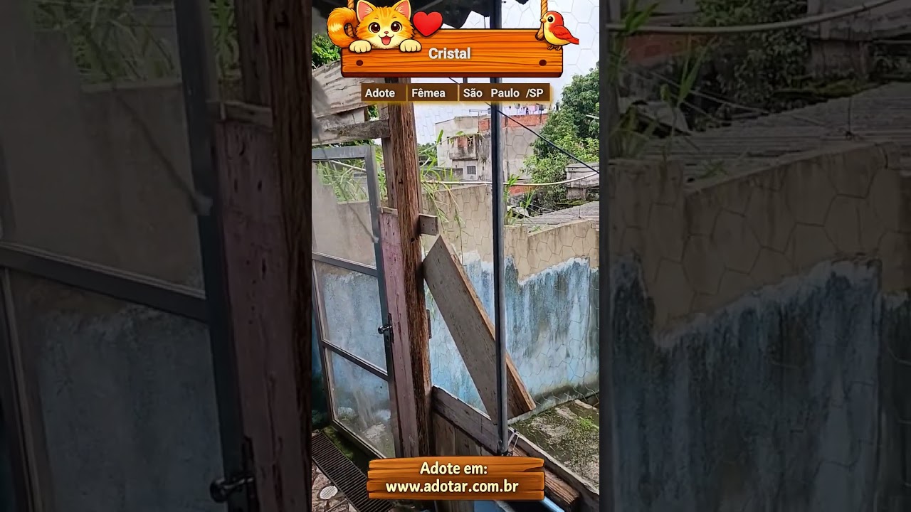 Gato raça SRD-ViraLata idade 7 a 11 meses nome Cristal