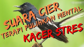 Download lagu 🔴TERAPI KACER CIER CIER KHAS KACER mp3