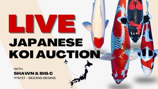 🐟 LIVE KOI AUCTION: Premium Hand-Selected Fish – Bid Live Tonight!