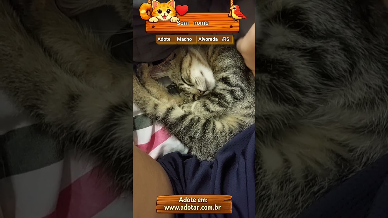 Gato raça SRD-ViraLata idade 2 a 6 meses nome Sem nome