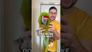 Macaw Likes to Be Held?