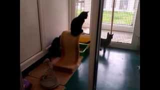 preview picture of video 'RSPCA Leeds and Wakefield kittens'