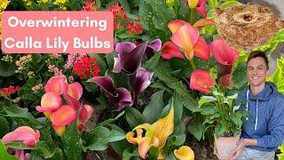 OVERWINTER CALLA LILY BULBS - Complete Instructions on How to Save Calla Bulbs