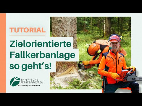 Fallkerbe richtig anlegen: Profi-Tipps für zielgenaues Bäume fällen ohne Nachschneiden