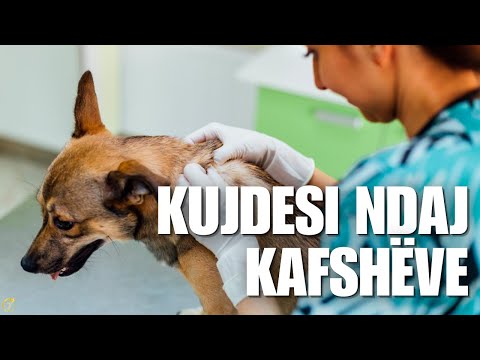 Kujdesi ndaj Kafshëve