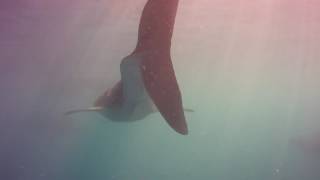 preview picture of video 'Diving with whale sharks'