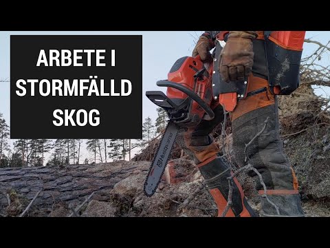 Arbete i stormfälld skog efter stormen Johannes