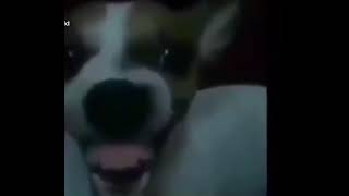 Dog laughing meme
