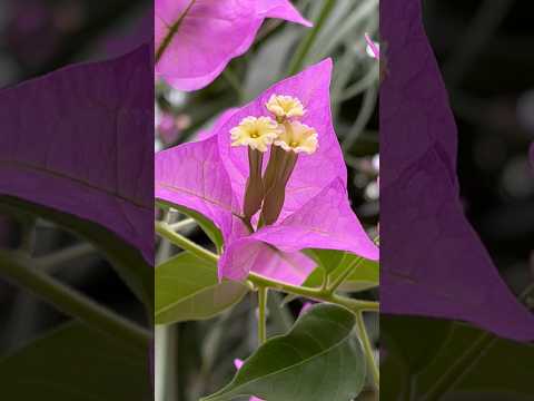 鉢植えのブーゲンビリア：気候に関係なく開花低木を維持するにはどうすればよいですか？  庭園