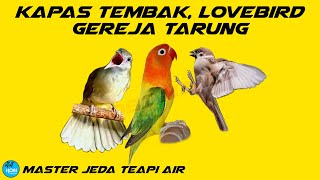 Download lagu MASTER KAPAS TEMBAK LOVEBIRD GEREJA TARUNG Jeda Terapi Air AMPUH mp3