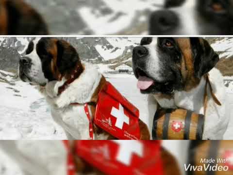 Yanira la exclusiva reporta para un poco de Suiza en Valverde