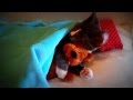 Кошачий Youtube : Кот обнимает плюшевого мишку! 