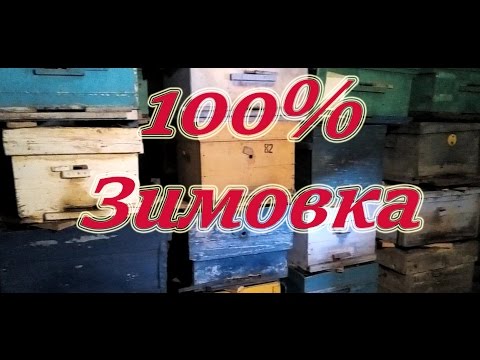 Лучший 100% результат зимовки в надземном зимовнике пчелосемей Карники F1 Пешец. Beekeeping.
