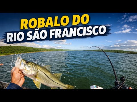 OS ROBALOS RESOLVERAM APARECER NO FINAL! PESCARIA NA CIDADE DE BELO MONTE ALAGOAS. 🎣