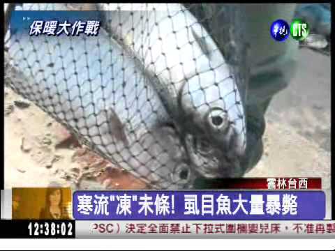 寒流"凍"未條! 虱目魚大量暴斃