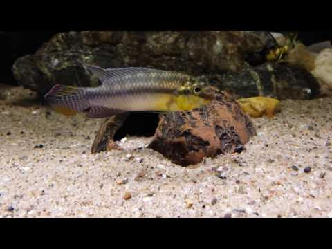 Pelvicachromis subocellatus 'Matadi'