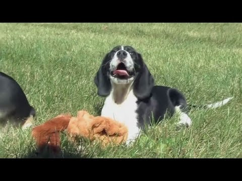 Premieră mondială realizată de oamenii de ştiinţă: S-au născut primii pui de căţei concepuţi in vitro! Cum arată micuţii