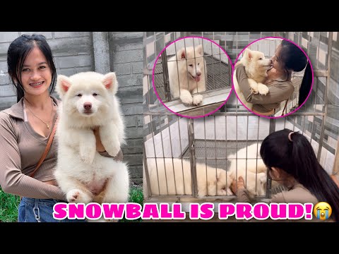 New Member Of The Pack! WELCOME HOME SNOWHITE! | Husky Pack TV