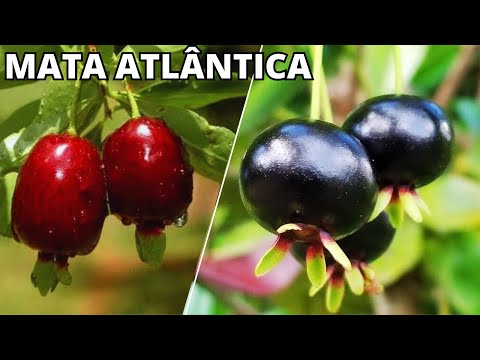 10 FRUTAS NATIVAS DA MATA ATLÂNTICA BRASILEIRA QUE SÃO ÚNICAS