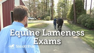 Thumbnail for Equine Lameness Exams video