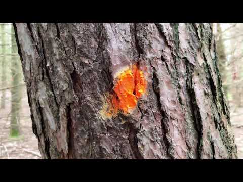 Bomen Blessen - Video 1