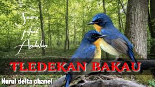 Download lagu Suara pikat burung Tledekan paling ampuh. mp3