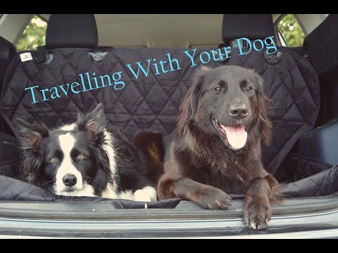 YouTube video about: How to secure dog in cargo area of suv?