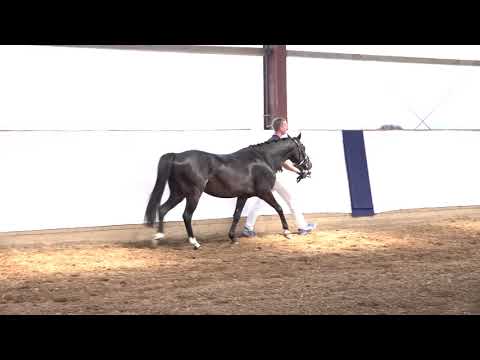 NICKELBACK 3j. schwarzbrauner Wallach von Wengelos Nelson - Justin