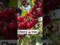 Cherry tree #shorts #shortsfeed #cherry #tree #fruit #viralshorts