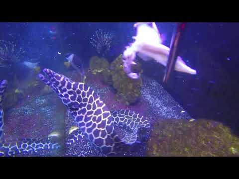 Peaceful Marine Fish Underwater Oasis!
