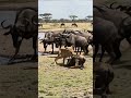 Watch As A Cheetah Confronts Wildebeests In A Breathtaking Savannah Showdown