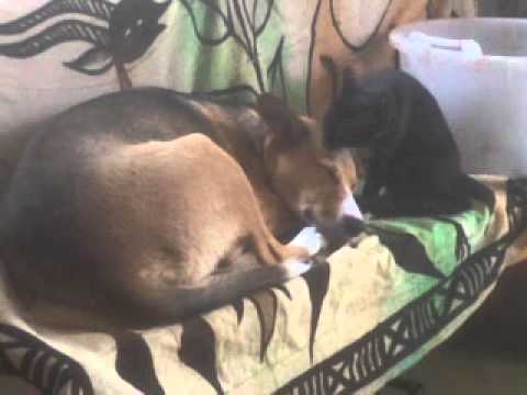 Soraya e Micia ( Cane vs Gatto)