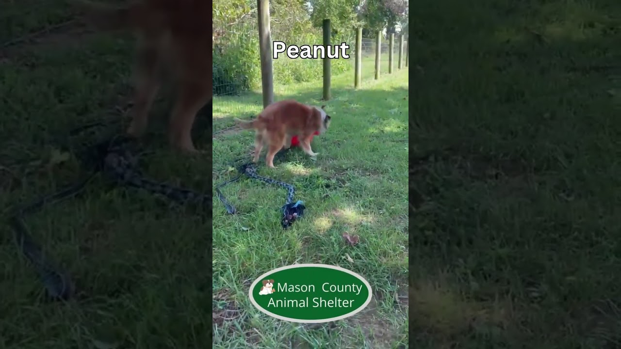 Enlarge Peanut, a Adopted mixed breed in Maysville, KY video 2/2