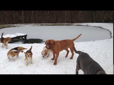 Dogs from Kennel "ex Cubile Lamia": KENTIXEN, IBIZA, BONA, LYNSIE, X-MAN, CYRYL