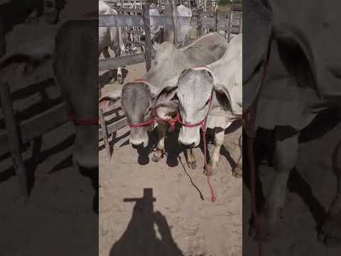 Bezerrada nelore em Jucati-PE