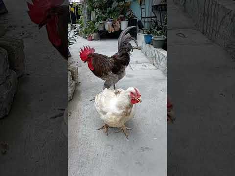 cross breeding 45days chicken and australorp chicken | broiler chicken
