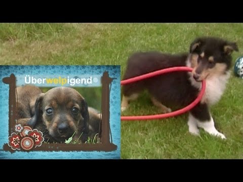 download lagu mp3 mp4 Collie Welpen, download lagu Collie Welpen gratis, unduh video klip Collie Welpen