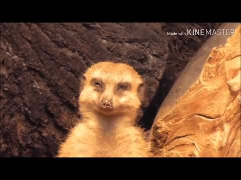 ELL'S  Meerkat  voice over 😆